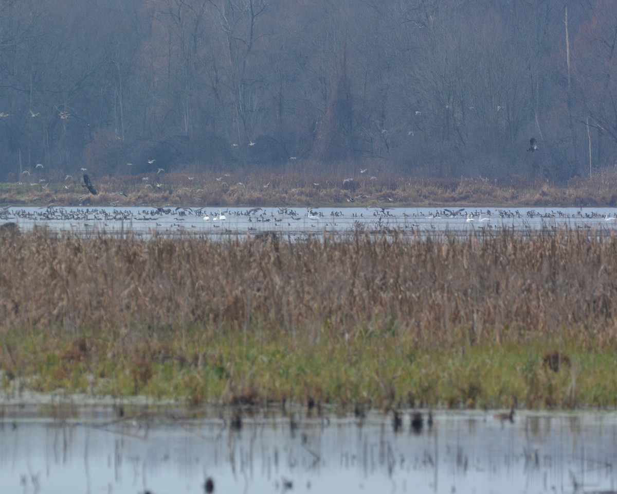 Bald Eagle - ML645897990
