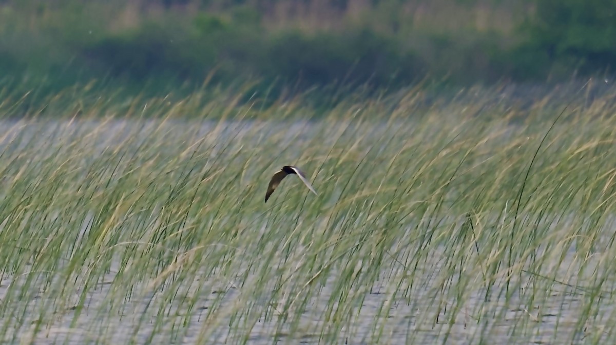 Black Tern - ML645898008