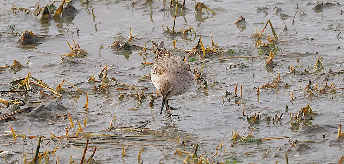 White-rumped Sandpiper - ML645898014