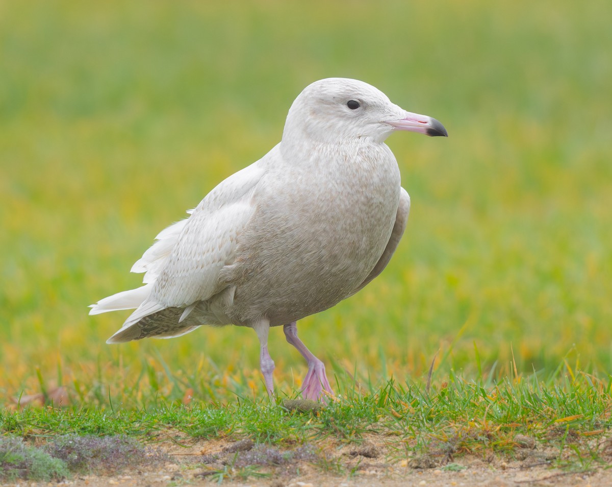Gavión Hiperbóreo - ML645898022