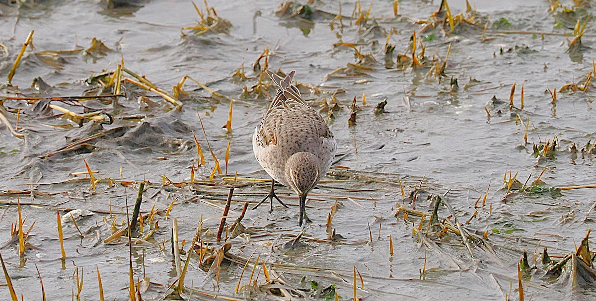 White-rumped Sandpiper - ML645898036