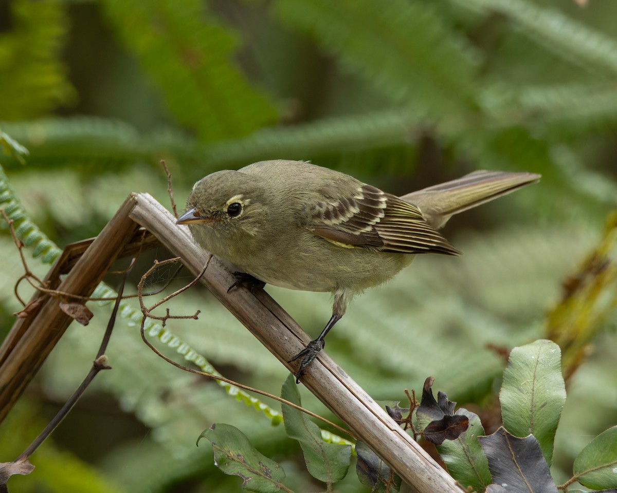 Olivaceous Elaenia - ML645898049