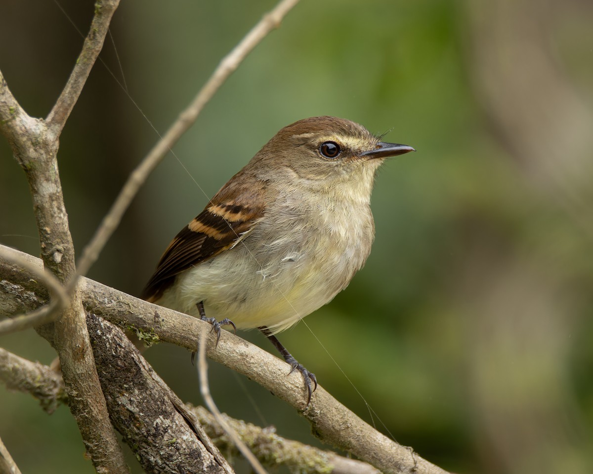 Fuscous Flycatcher - ML645898056