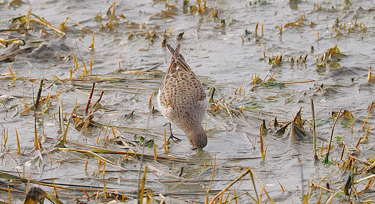 White-rumped Sandpiper - ML645898060