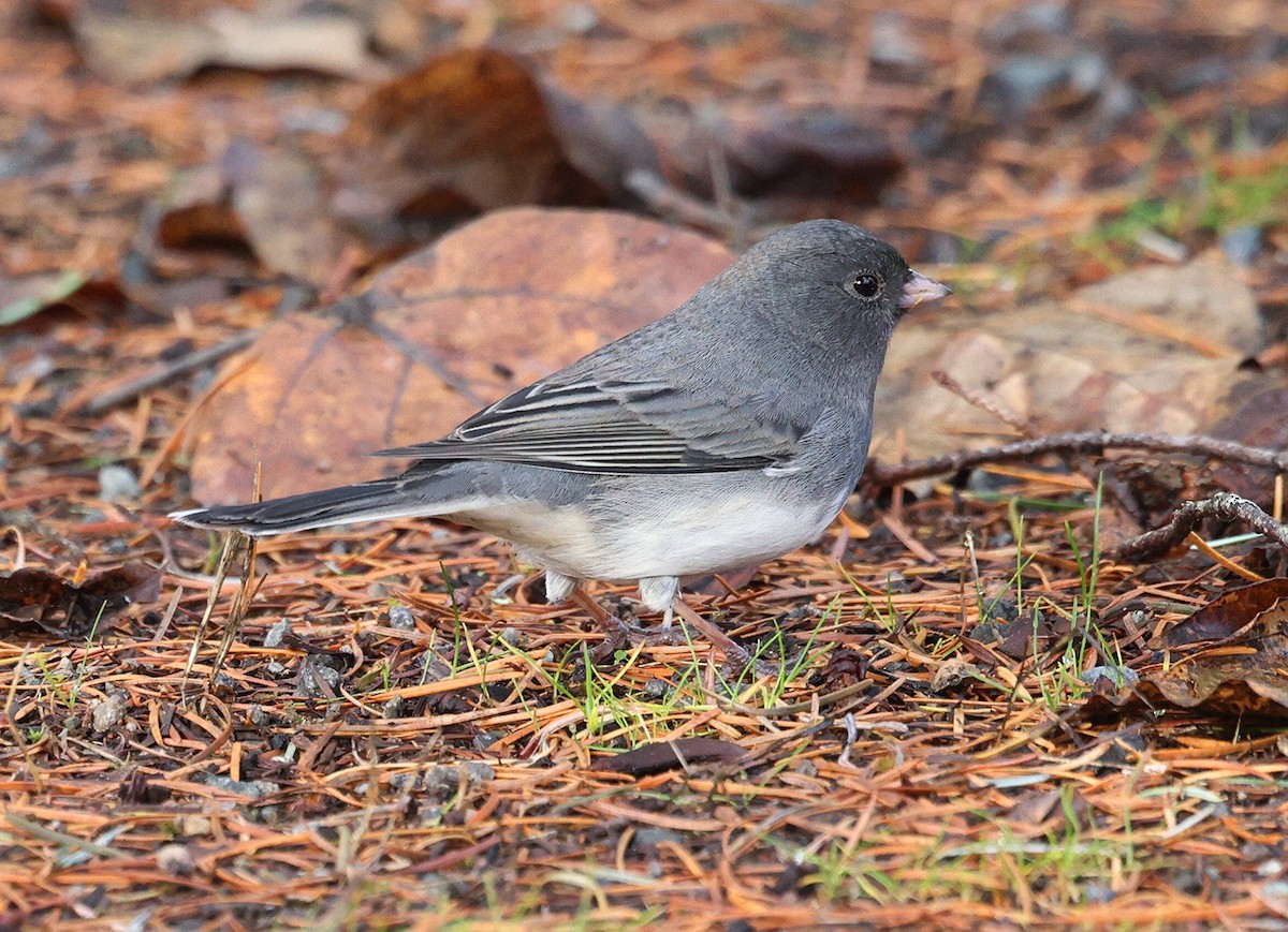 Dark-eyed Junco - ML645898063
