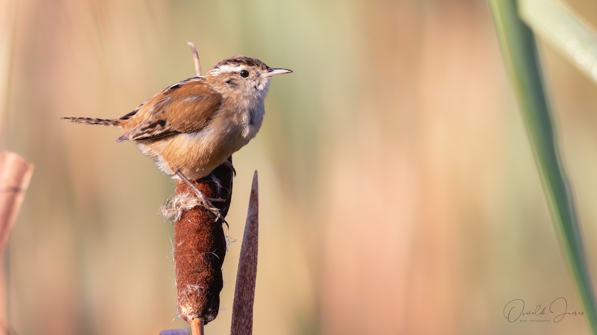 Marsh Wren - ML645898066