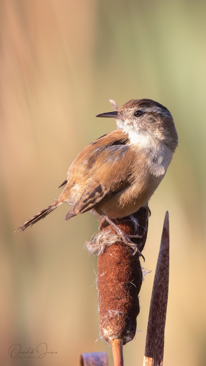 Marsh Wren - ML645898068