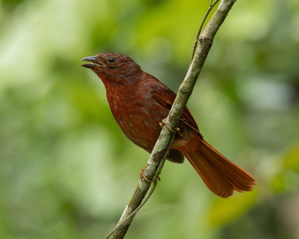 Red-crowned Ant-Tanager (Atlantic) - ML645898070