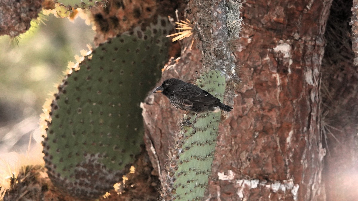 Géospize des cactus - ML645898071