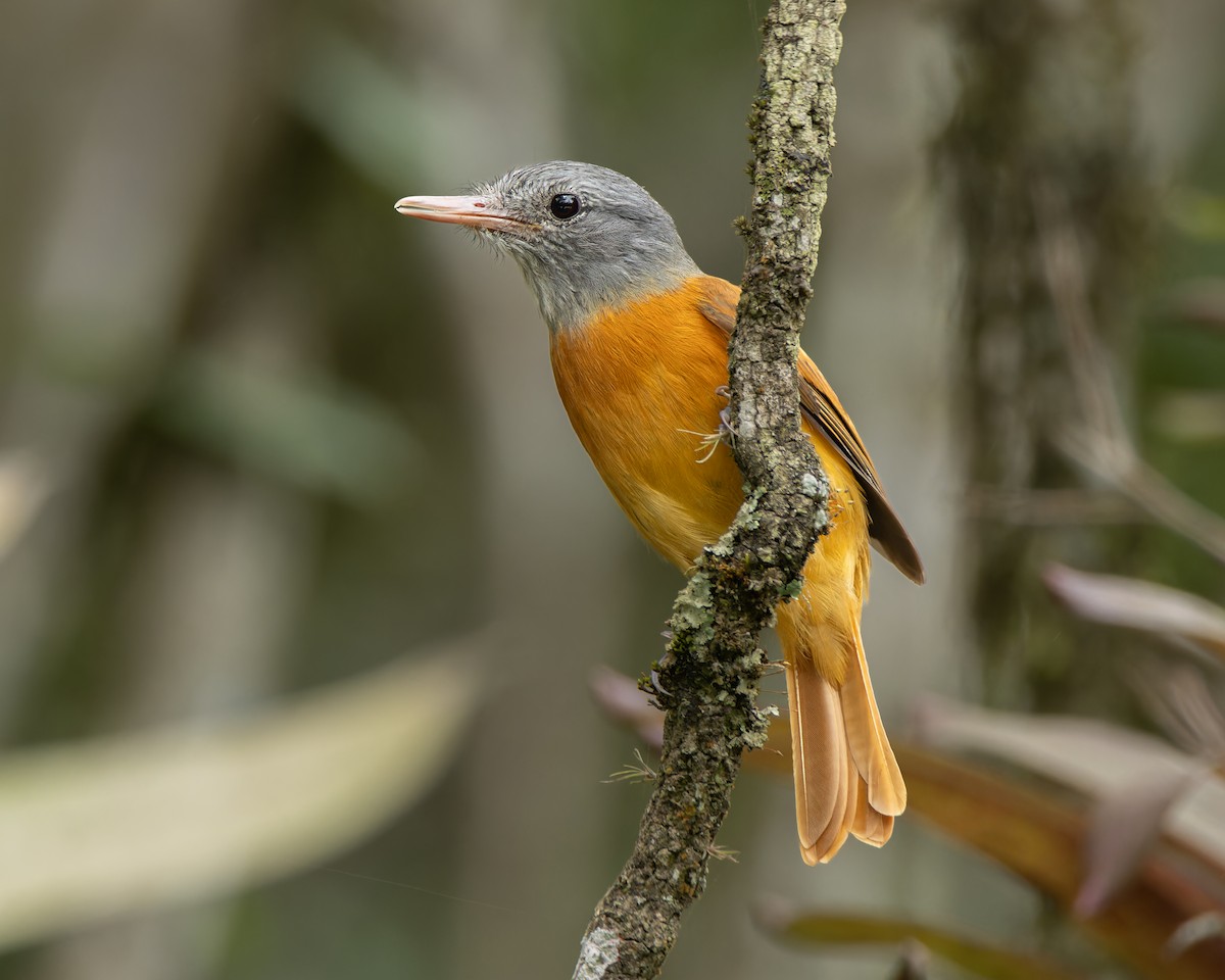 Gray-hooded Attila - ML645898074