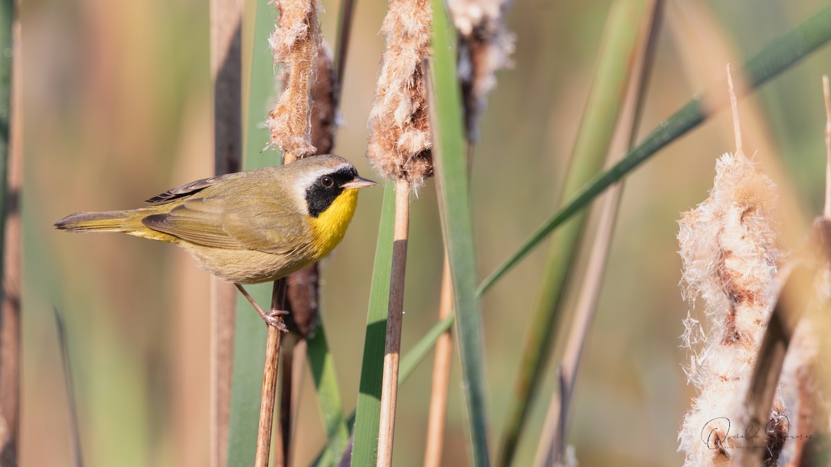 Common Yellowthroat - ML645898079