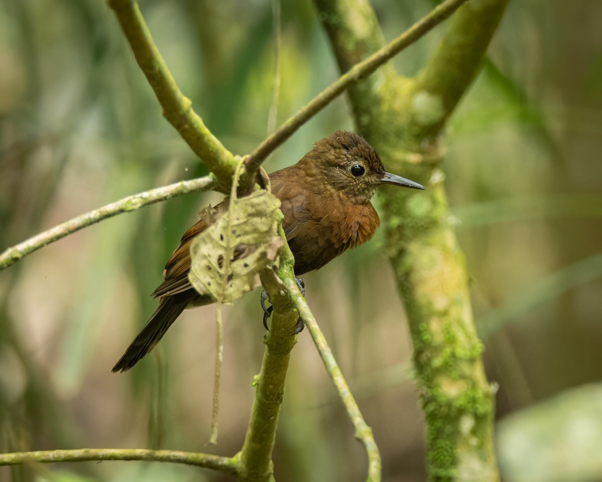 Rufous-breasted Leaftosser (Rufous-breasted) - ML645898080