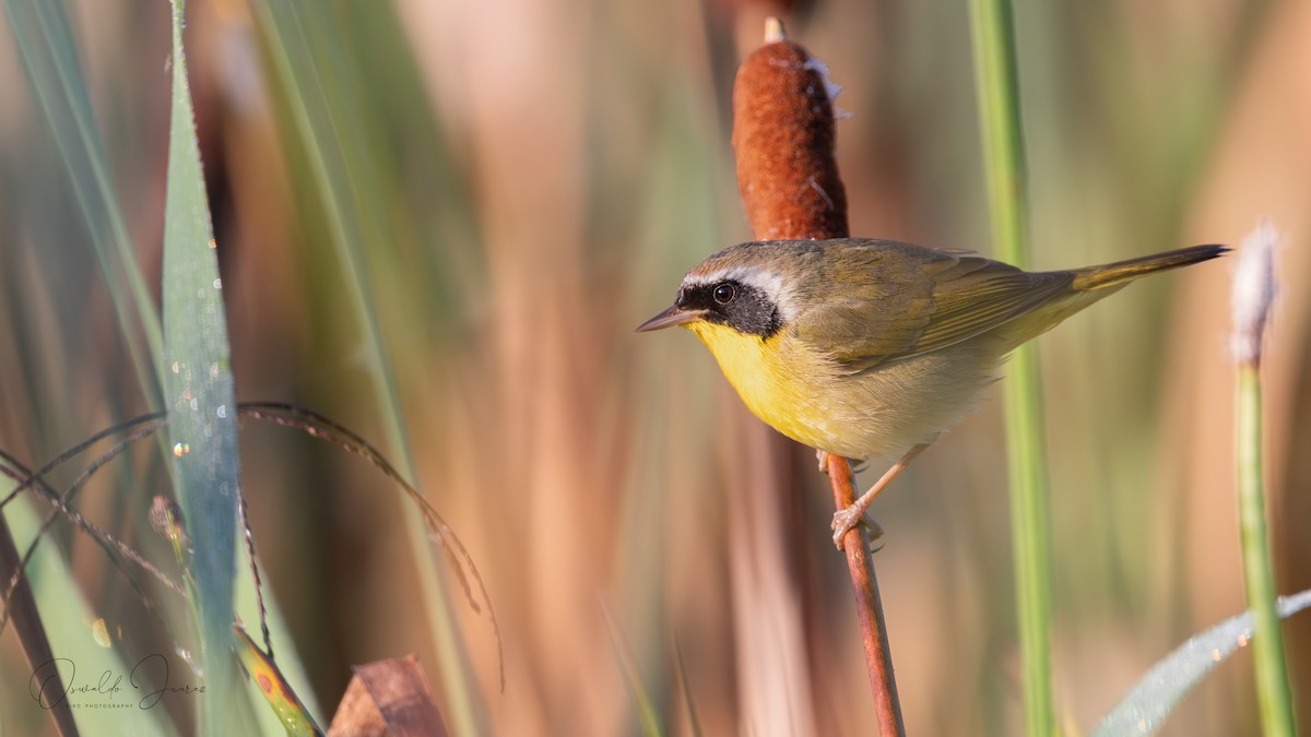 Common Yellowthroat - ML645898081