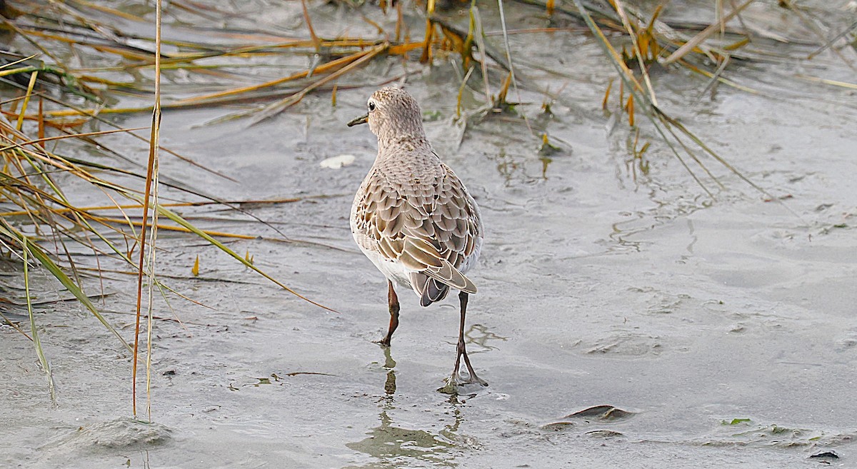 White-rumped Sandpiper - ML645898082