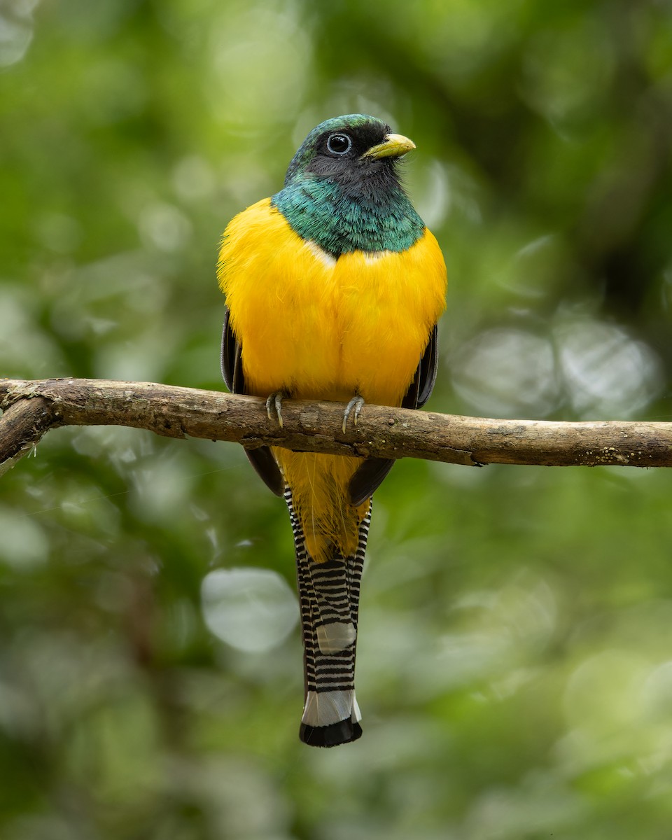 Atlantic Black-throated Trogon (Southern) - ML645898084