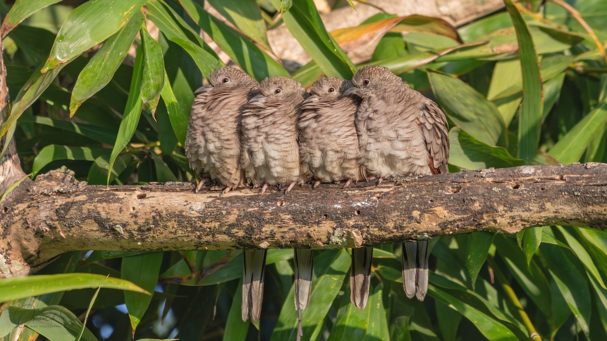 Inca Dove - ML645898094