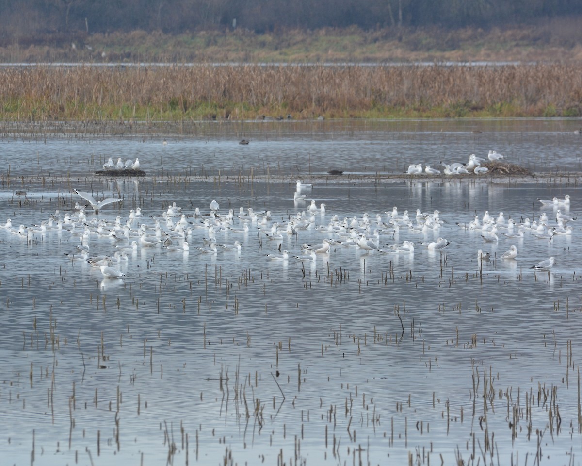 Ring-billed Gull - ML645898095