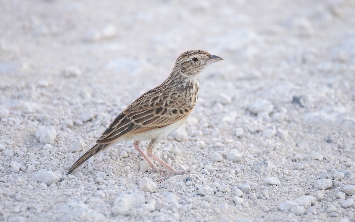 Rufous-naped Lark - ML645898104