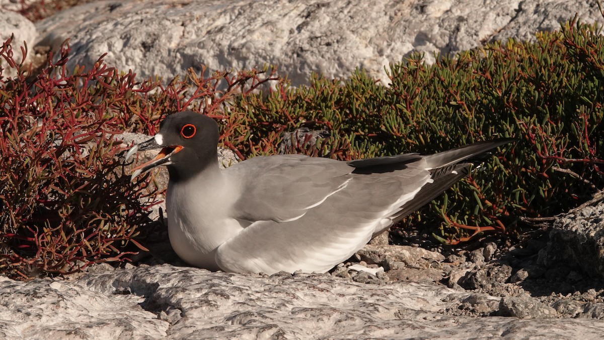 Swallow-tailed Gull - ML645898105