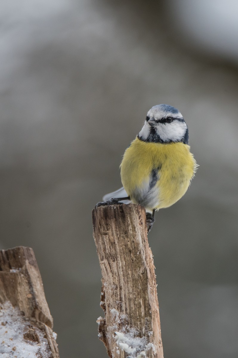 sýkora modřinka - ML645898113