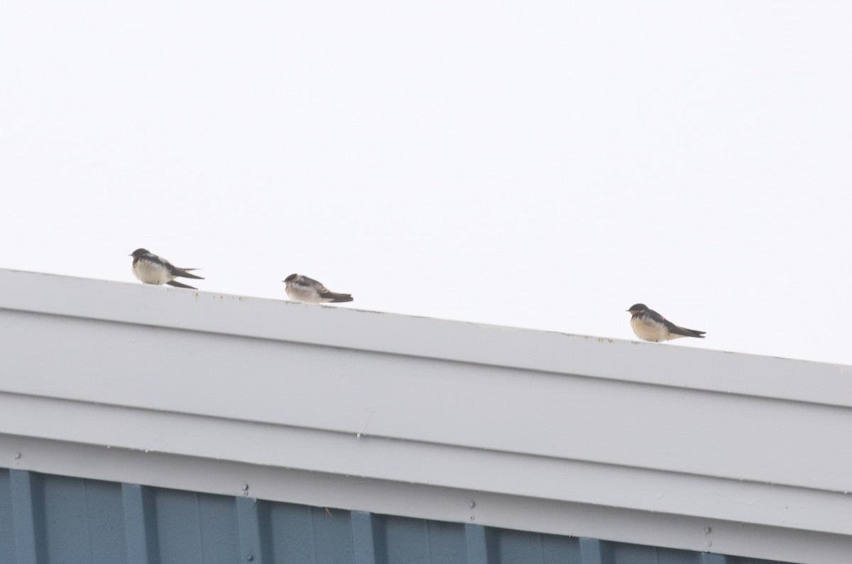 Ластівка сільська - ML645898142