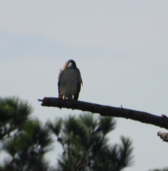 Red-tailed Hawk - ML645898153