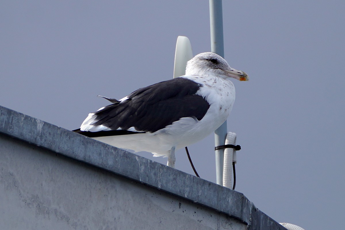 Kelp Gull - ML645898159