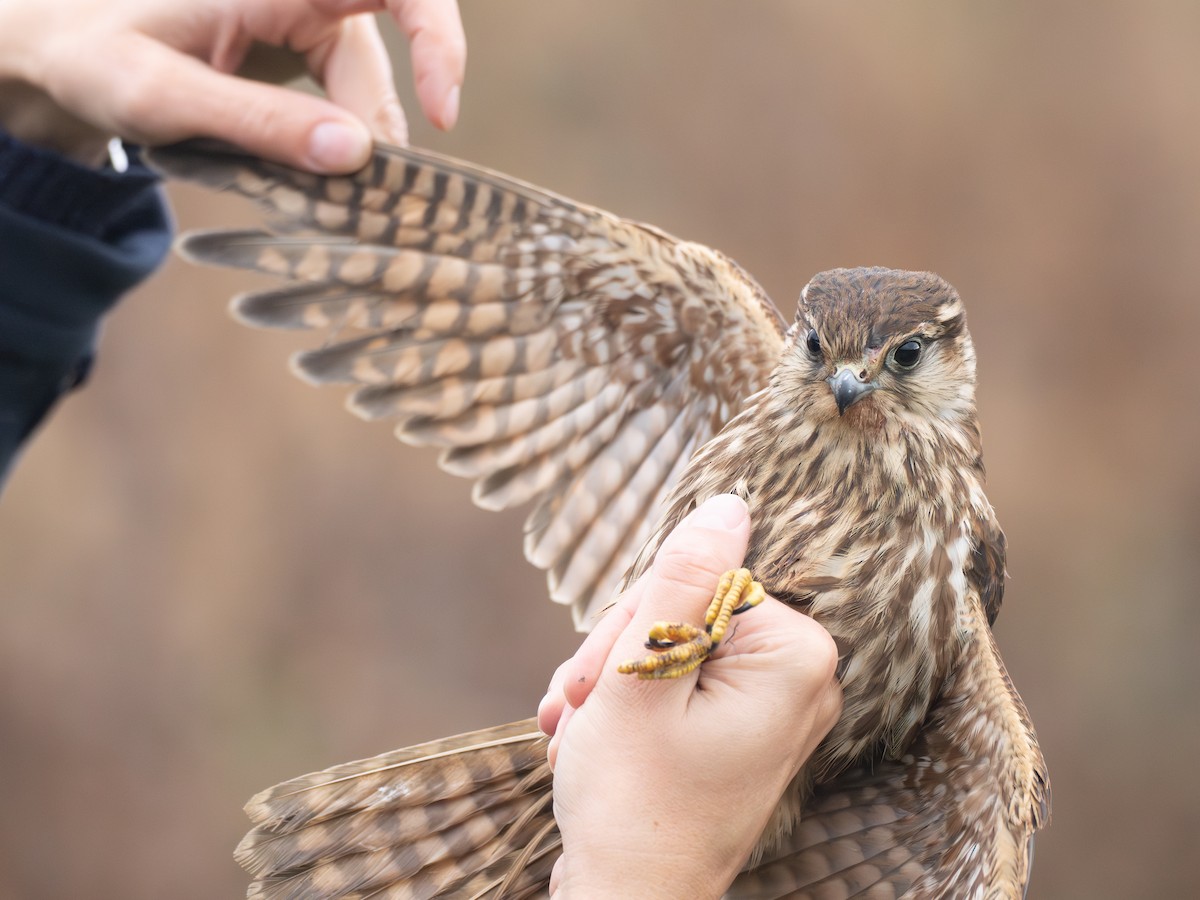 dvergfalk - ML645898163