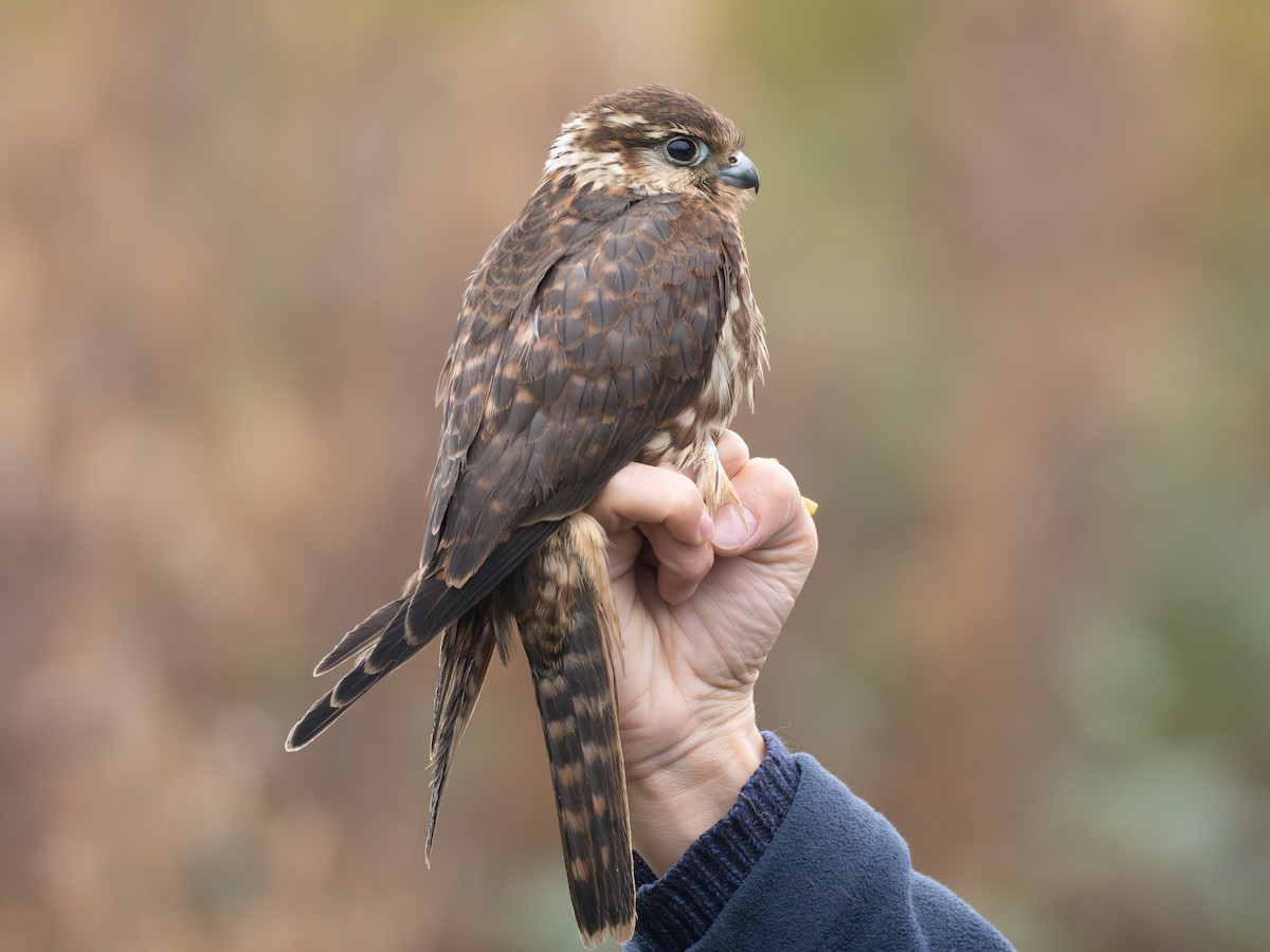 dvergfalk - ML645898164