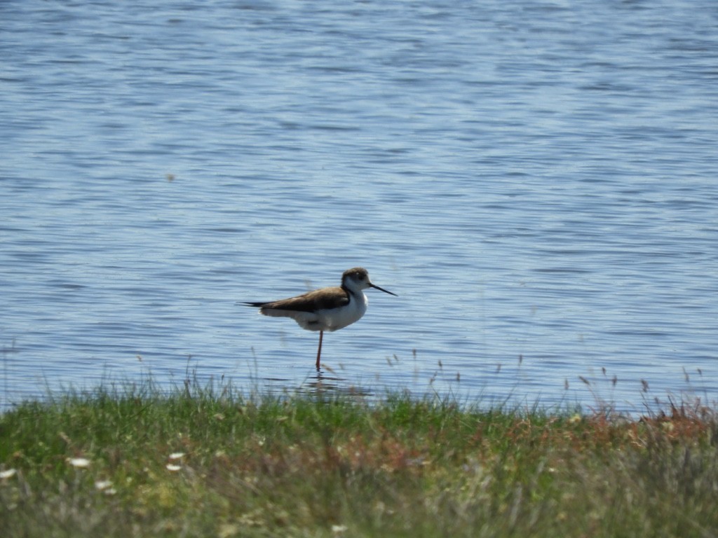 Zankaluze eurasiarra - ML645898166