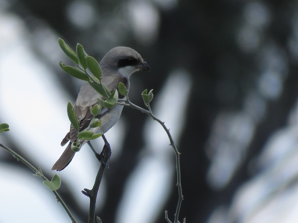 Schwarzstirnwürger - ML645898169