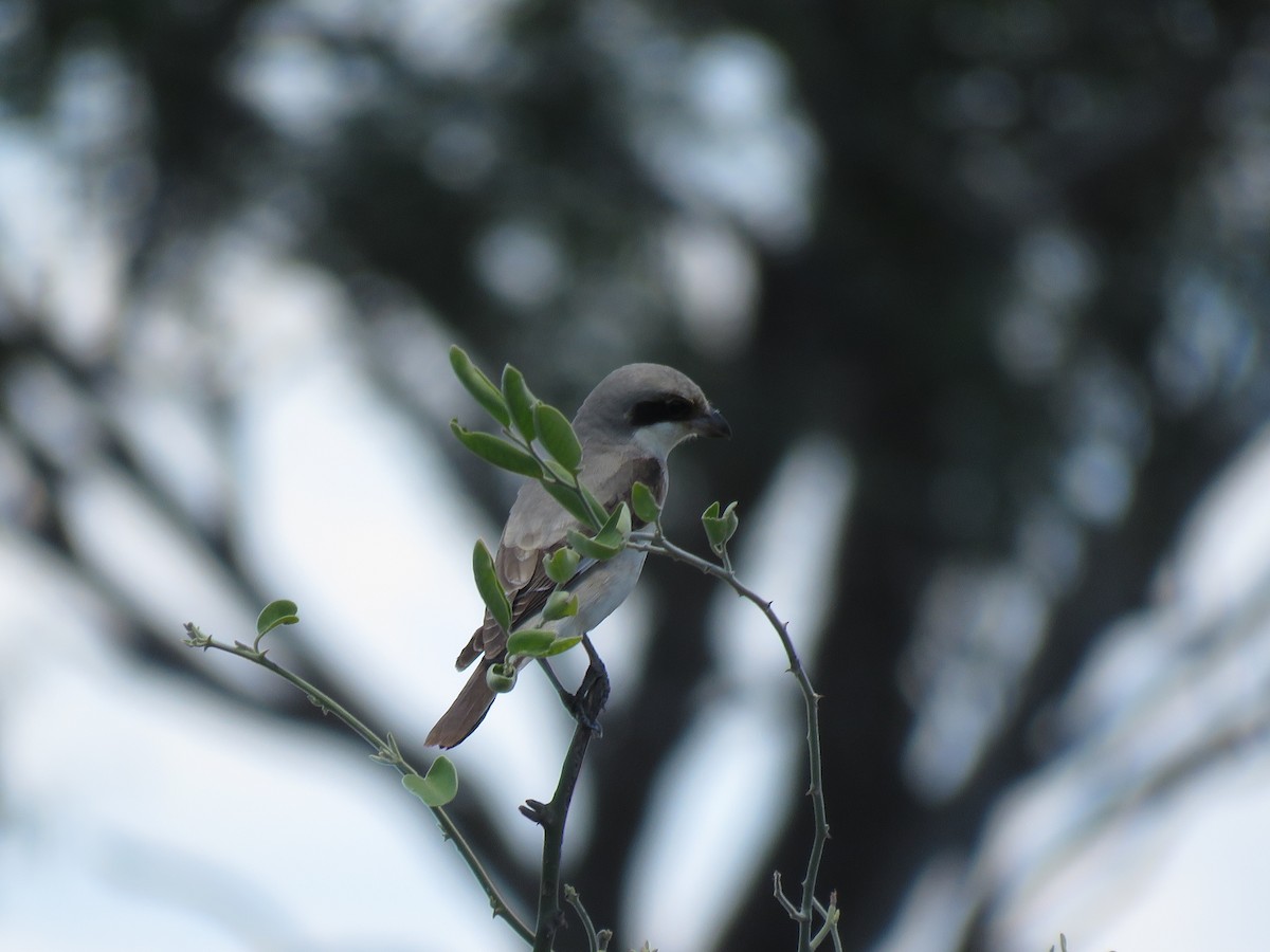 Schwarzstirnwürger - ML645898170