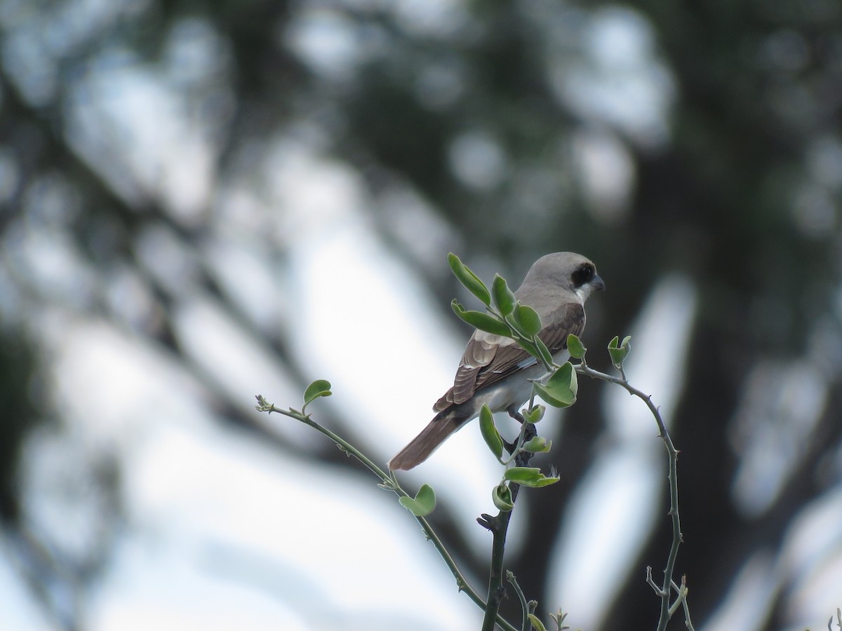 Schwarzstirnwürger - ML645898171