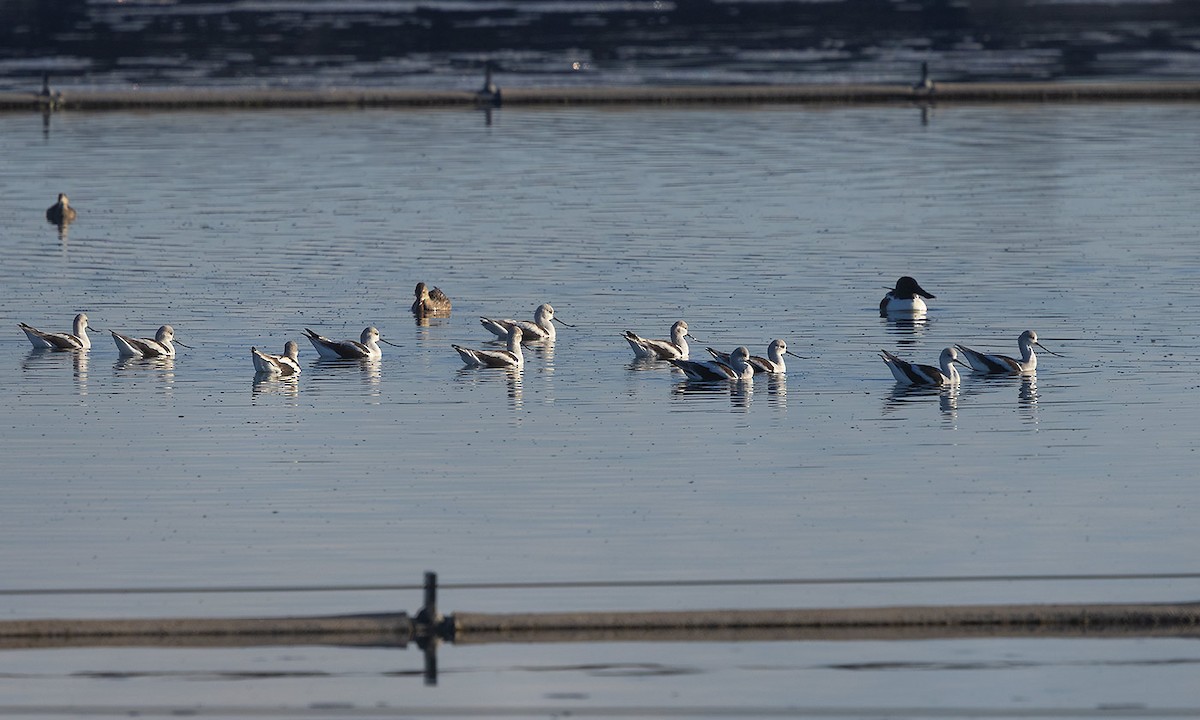 American Avocet - ML645898173