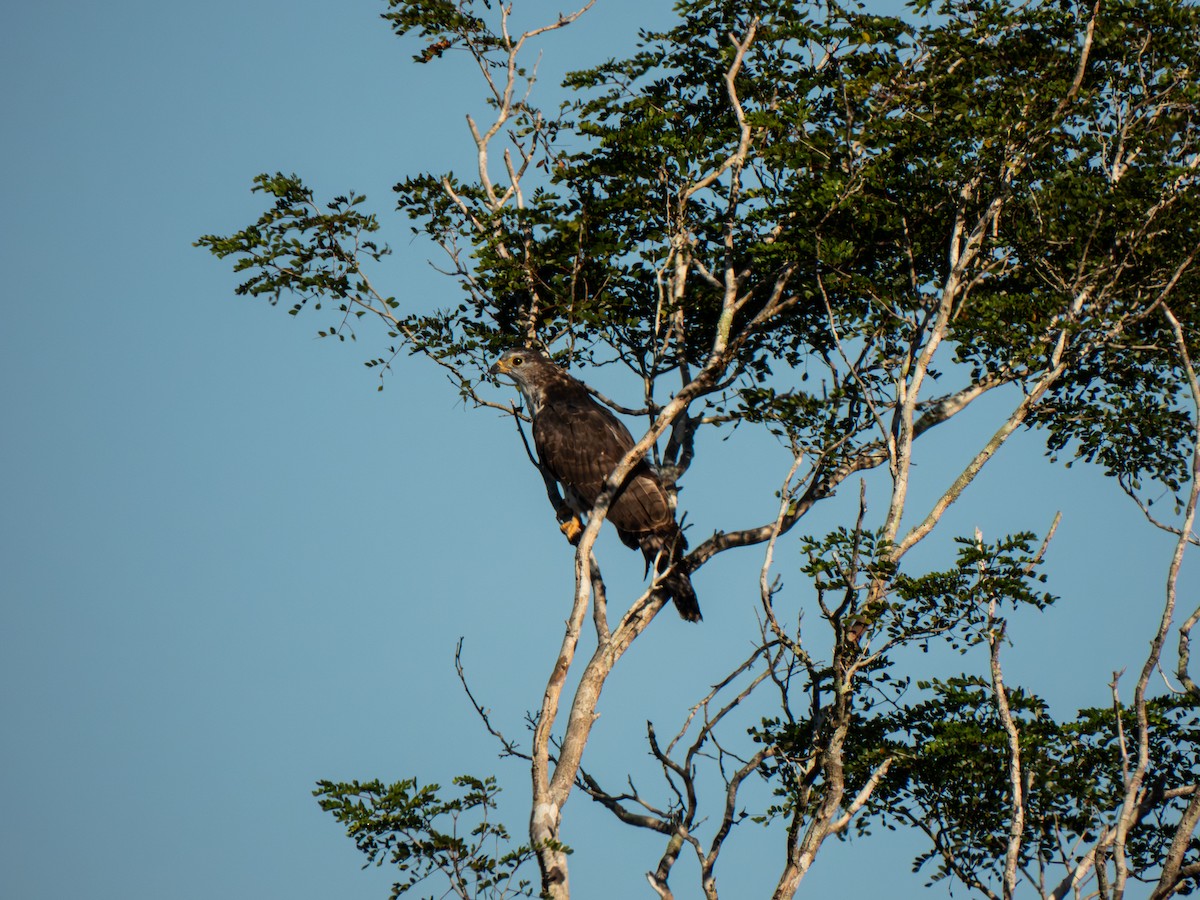 gråhodeglente - ML645898177