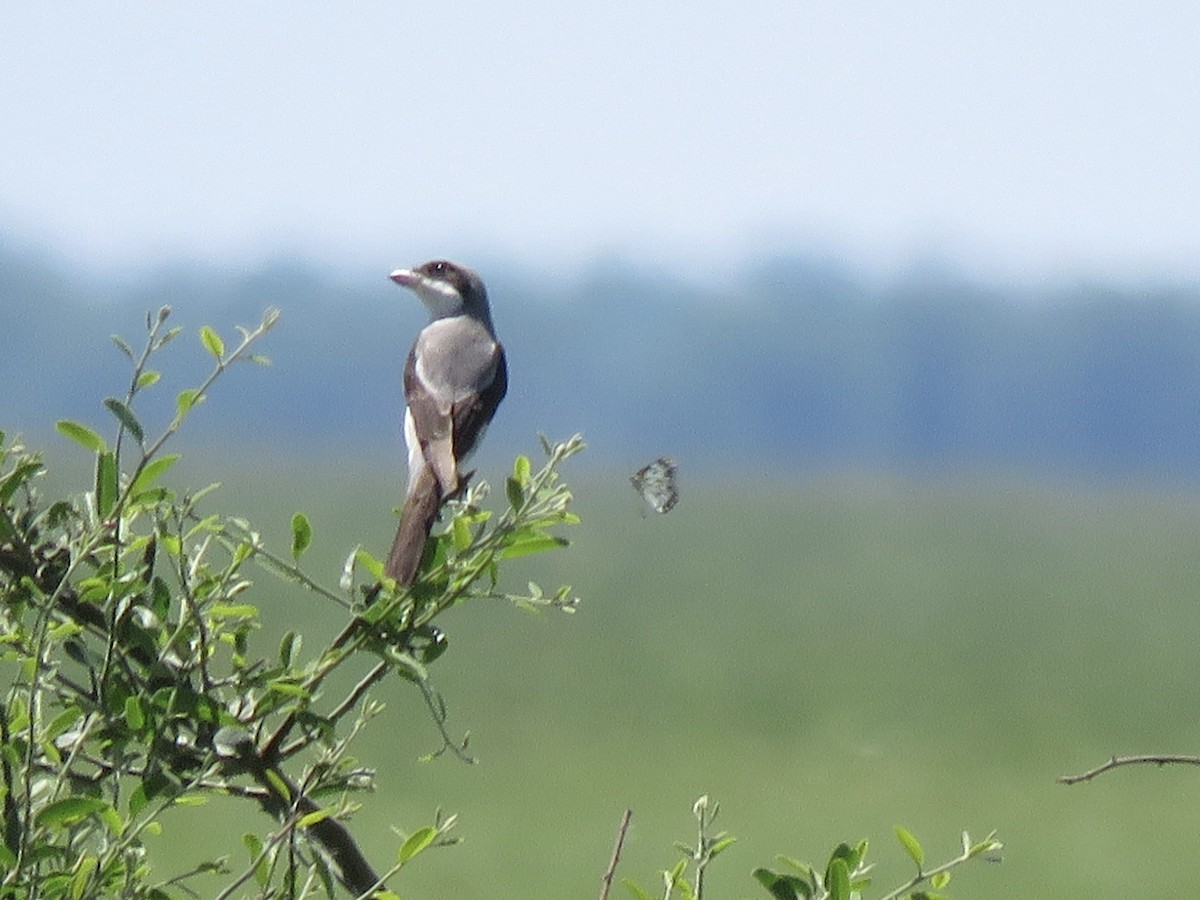 rosenvarsler - ML645898180