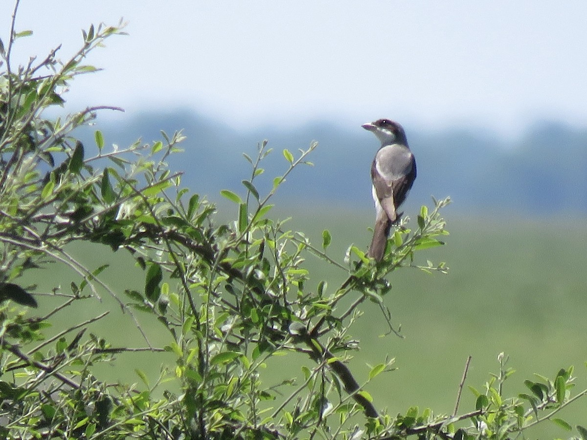 rosenvarsler - ML645898181