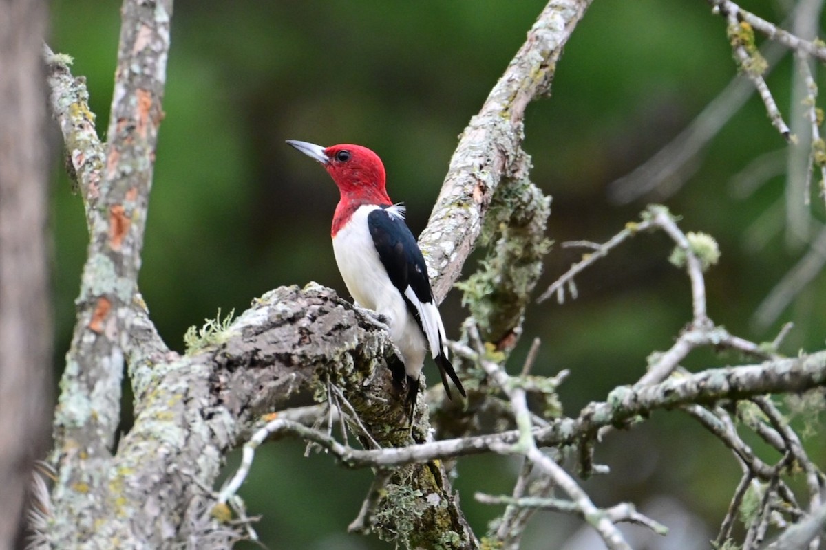 rødhodespett - ML645898183