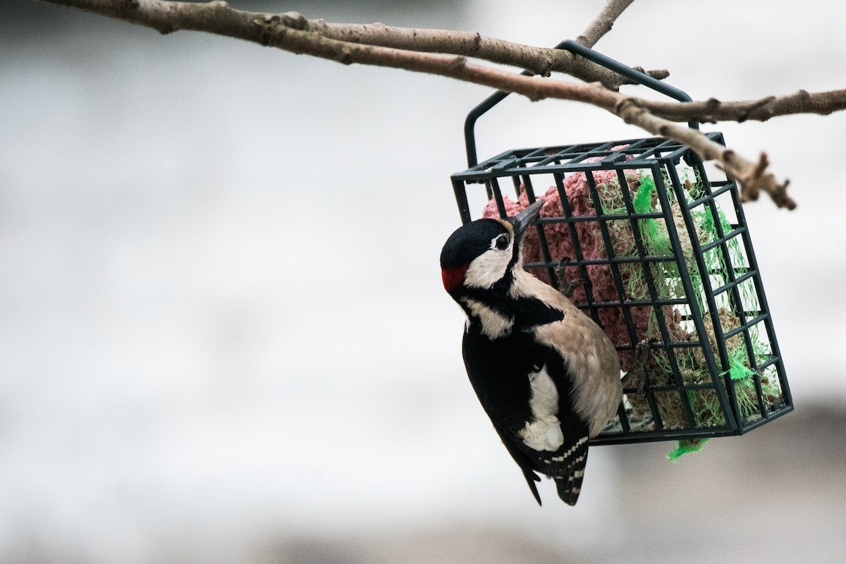 flaggspett - ML645898185