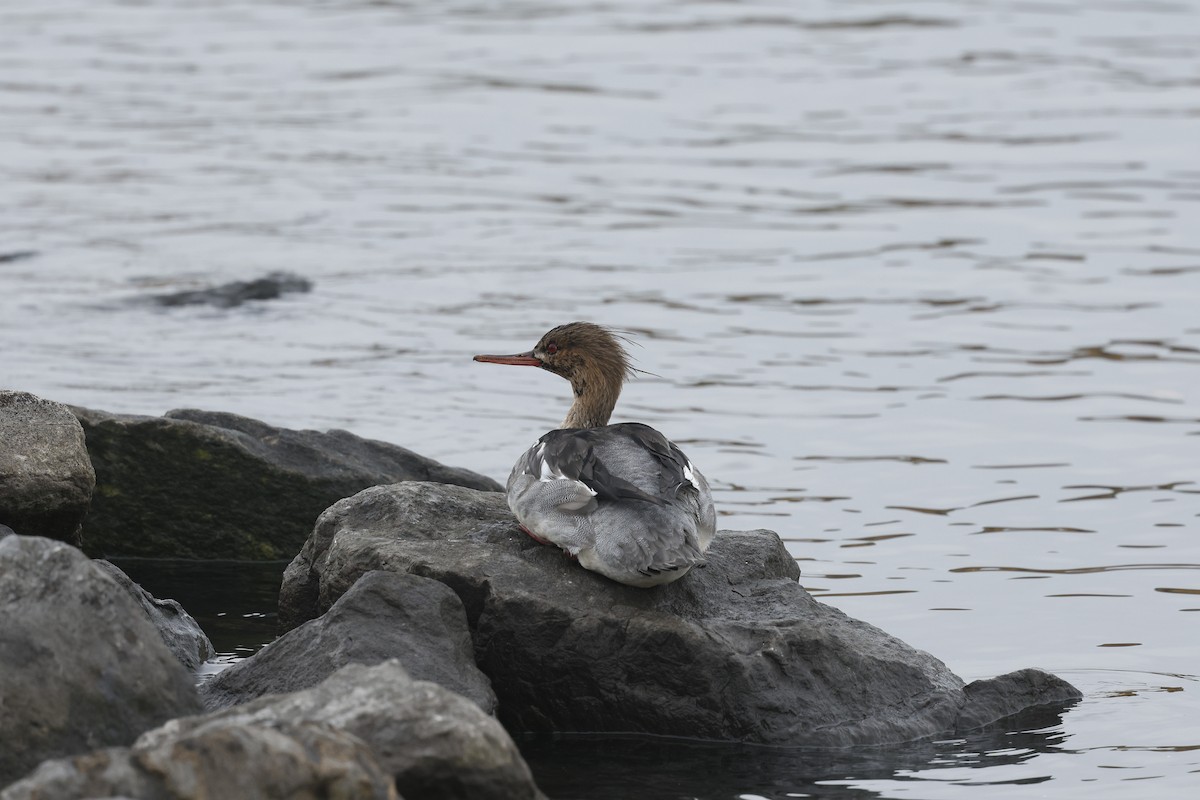 siland - ML645898191