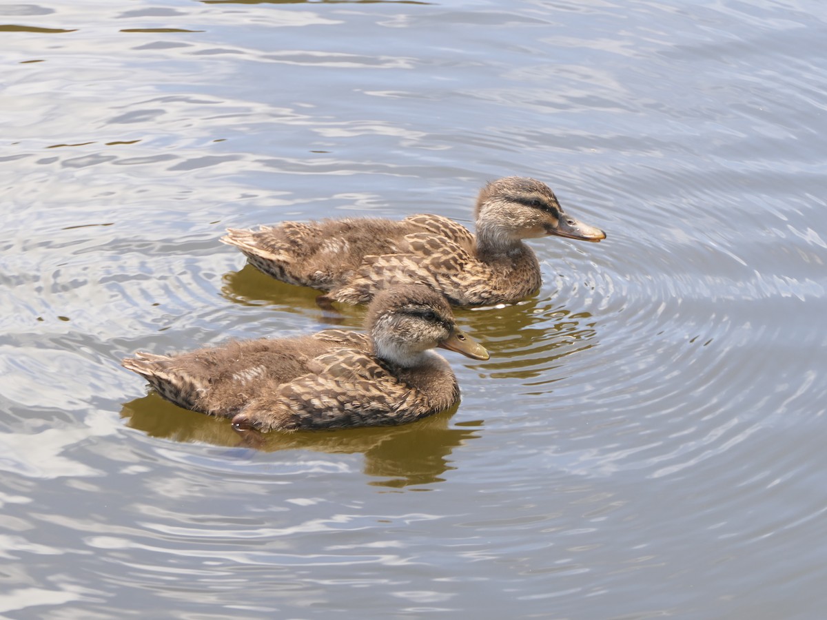 stokkand - ML645898192