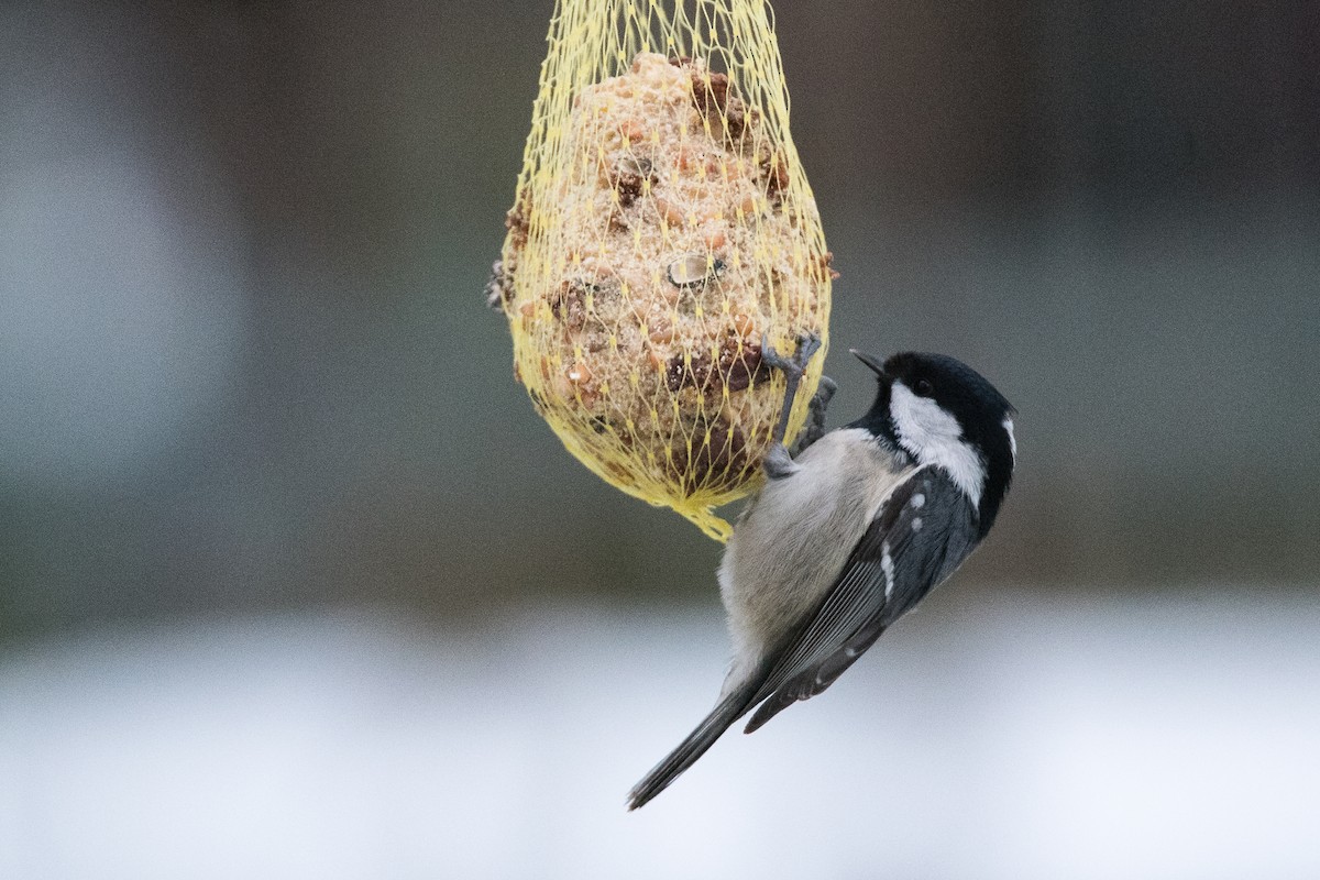 svartmeis - ML645898194