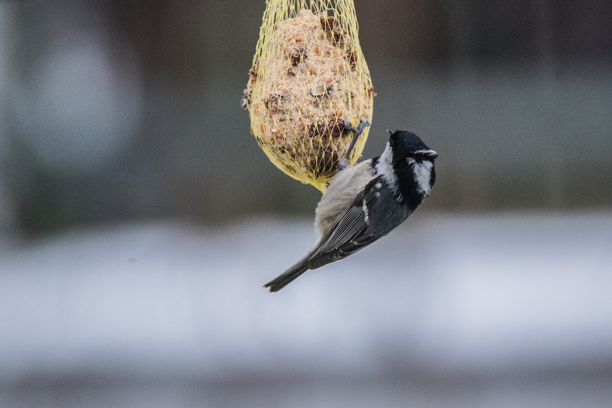 svartmeis - ML645898195