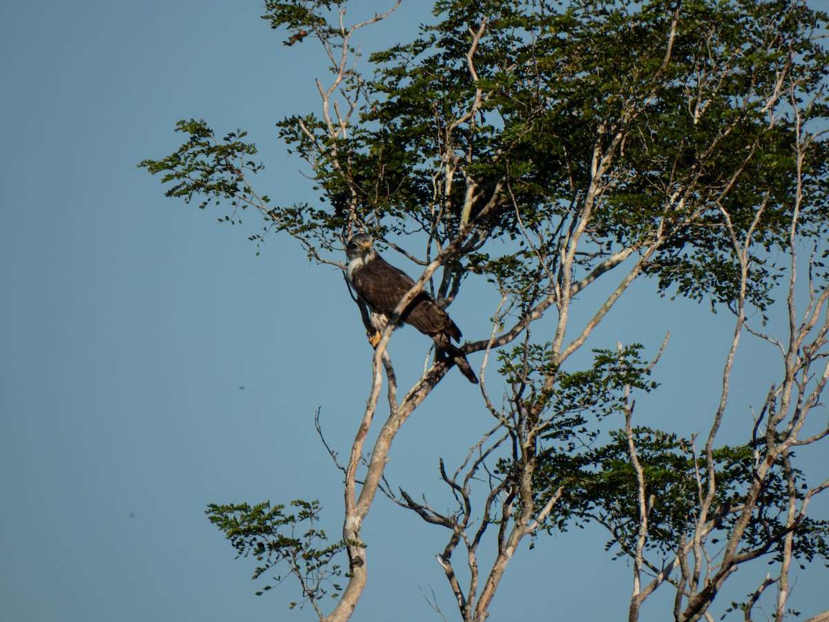 gråhodeglente - ML645898197