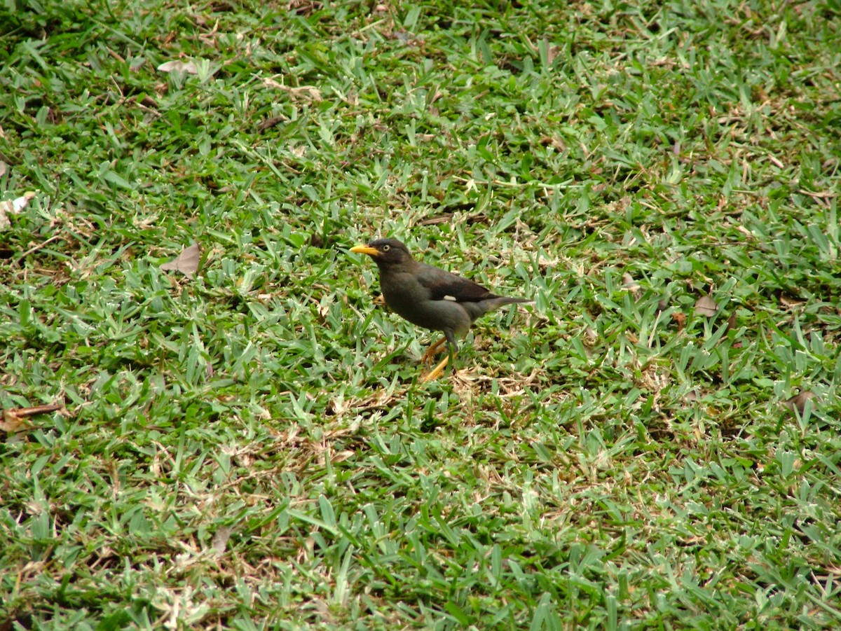 javastær - ML645898199