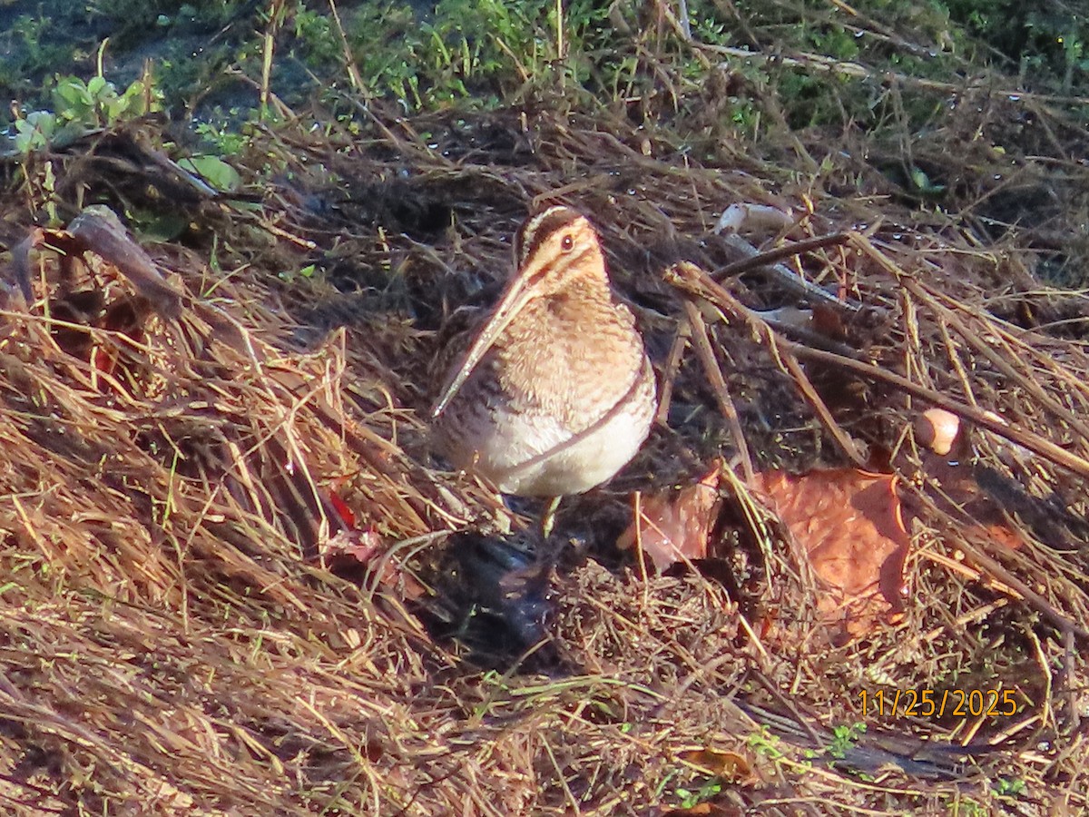 kanadabekkasin - ML645898200