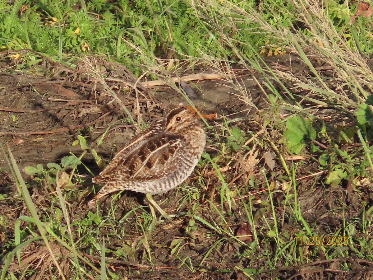 kanadabekkasin - ML645898201