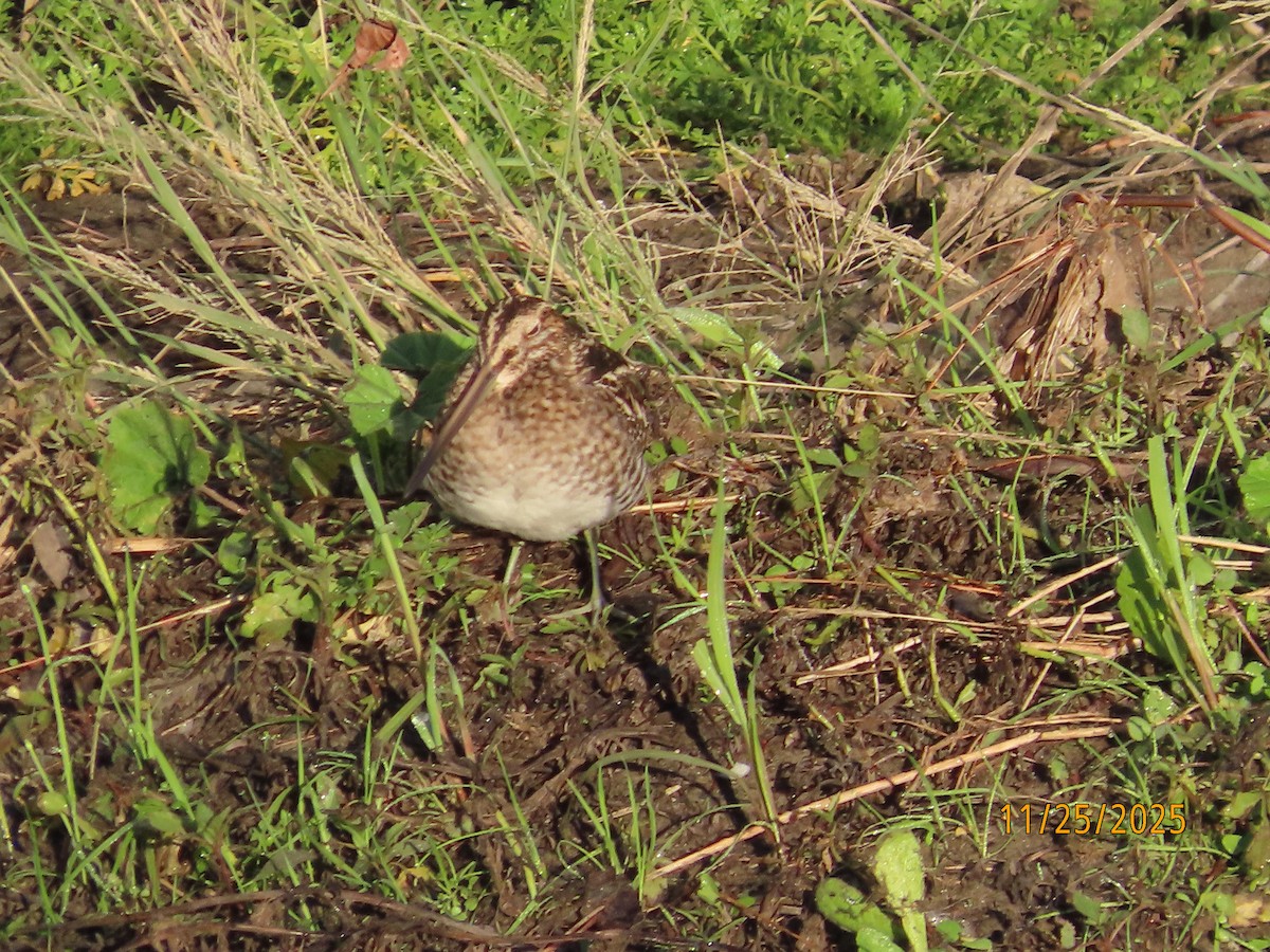 kanadabekkasin - ML645898202