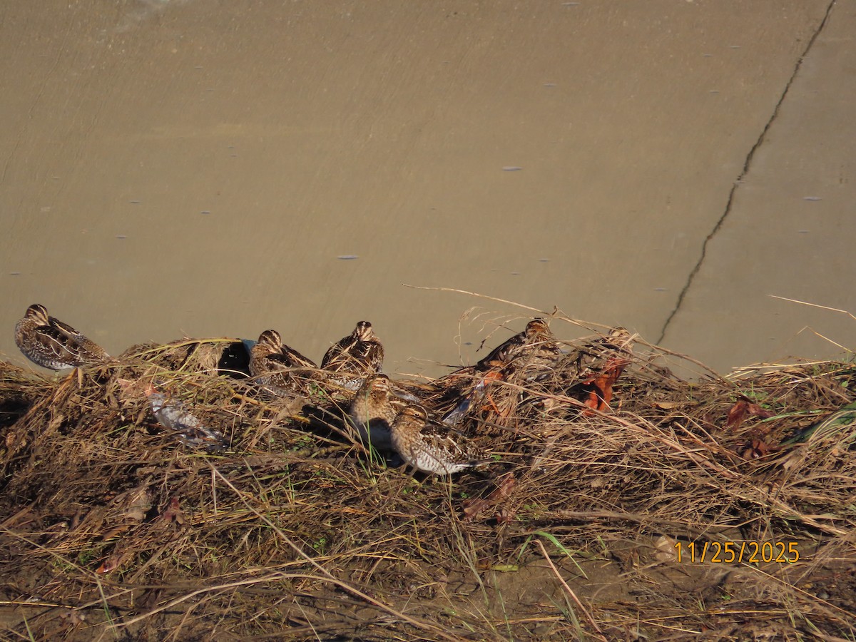 kanadabekkasin - ML645898203