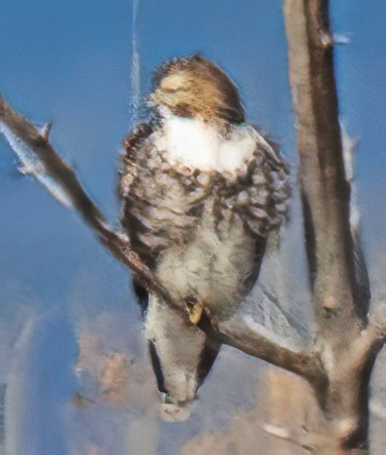 rødstjertvåk - ML645898204